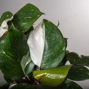 Filodendron 'White Knight'