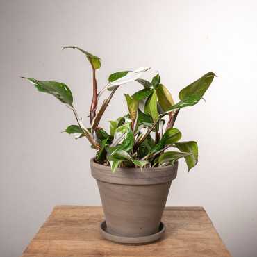 Filodendron 'White Knight'