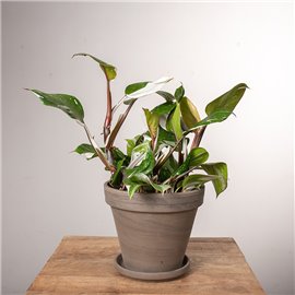 Filodendron 'White Knight'