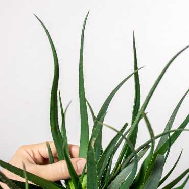 Aloes 'Safari Sunrise'