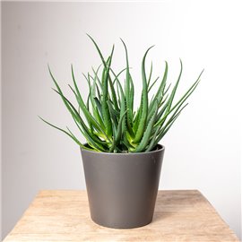 Aloes 'Safari Sunrise'