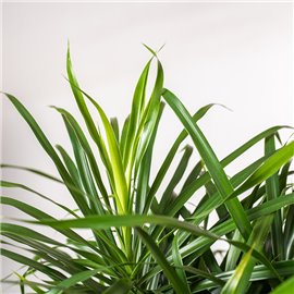 Dracena 'Anita' | Na pniu