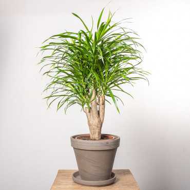 Dracena 'Anita' | Na pniu