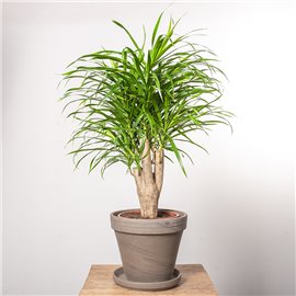 Dracena 'Anita' | Na pniu
