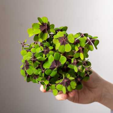 Szczawik Deppego w ozdobnej osłonce