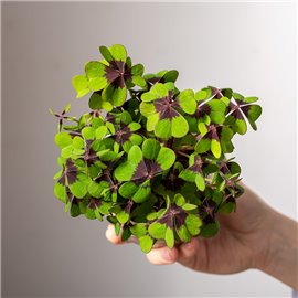 Szczawik Deppego w ozdobnej osłonce