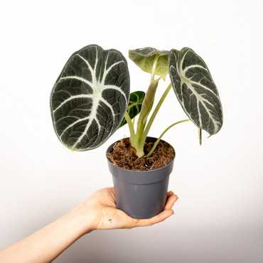 Alokazja 'Black Velvet'