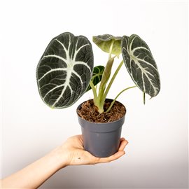 Alokazja 'Black Velvet'