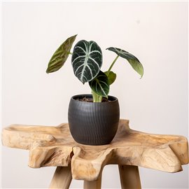 Alokazja 'Black Velvet'