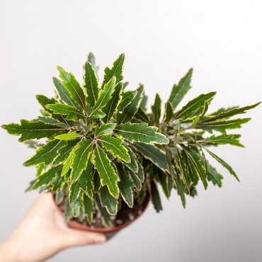 Dizygoteka 'Bianca'