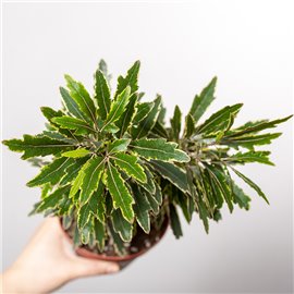 Dizygoteka 'Bianca'