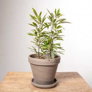 Dizygoteka 'Bianca'