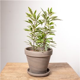 Dizygoteka 'Bianca'