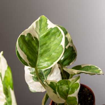 Epipremnum 'N'Joy'