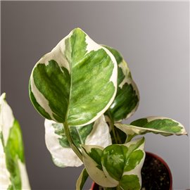 Epipremnum 'N'Joy'