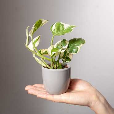 Epipremnum 'N'Joy'