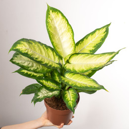 Difenbachia 'Camilla'