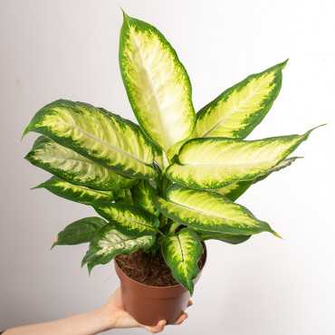 Difenbachia 'Camilla'