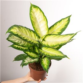 Difenbachia 'Camilla'