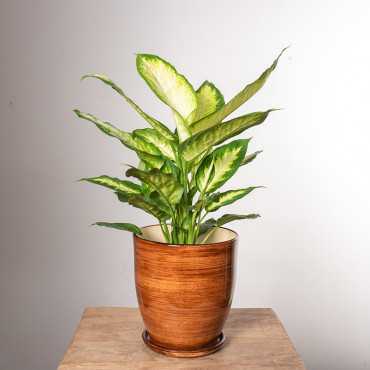 Difenbachia 'Camilla'