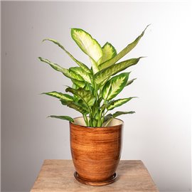 Difenbachia 'Camilla'