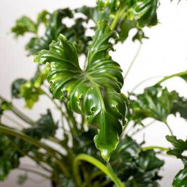 Filodendron 'Atlantis'