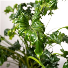 Filodendron 'Atlantis'