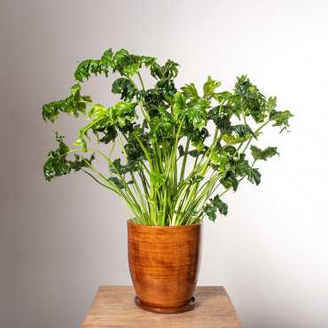 Filodendron 'Atlantis'