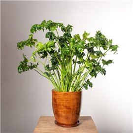 Filodendron 'Atlantis'