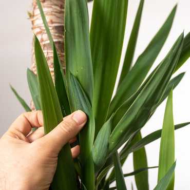 Jukka gwatemalska | 3 pędy