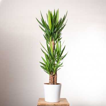 Jukka gwatemalska | 3 pędy