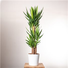 Jukka gwatemalska | 3 pędy