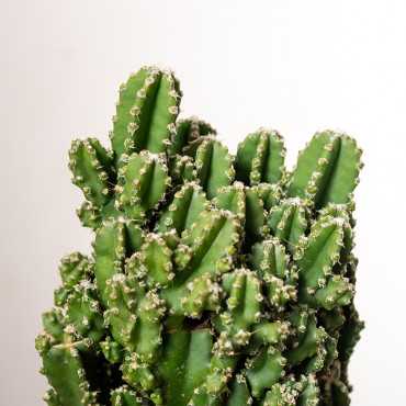 Cereus peruwiański 'Florida'