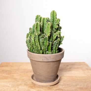 Cereus peruwiański 'Florida'