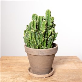 Cereus peruwiański 'Florida'