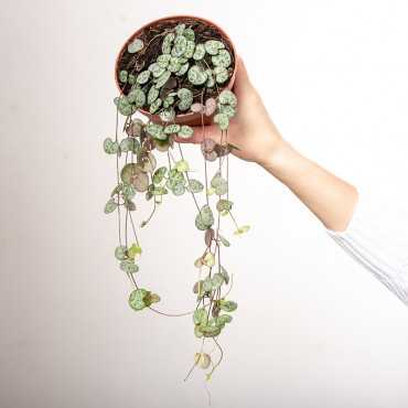 Ceropegia woodii