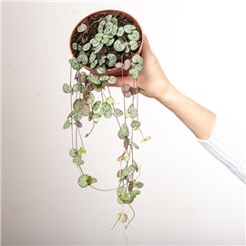 Ceropegia woodii