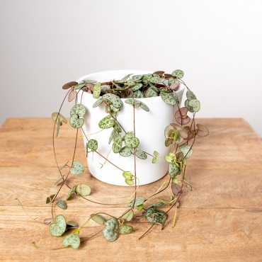 Ceropegia woodii