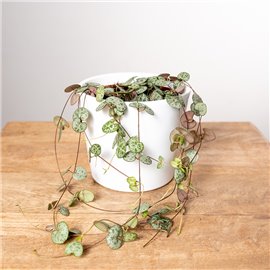 Ceropegia woodii