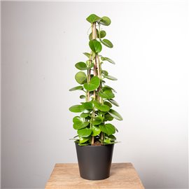 Cissus rotundifolia