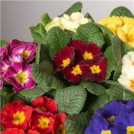 Prymula MIX kolorów