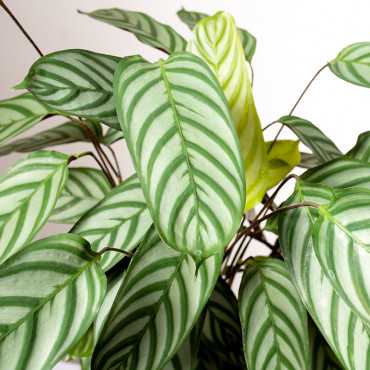 Ctenante 'Compactstar'