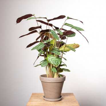 Ctenante 'Compactstar'