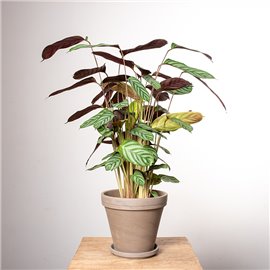 Ctenante 'Compactstar'