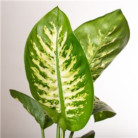Dieffenbachia 'Reeva'