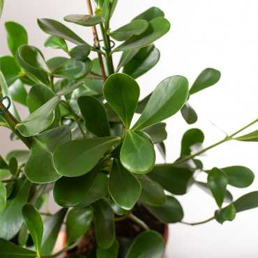 Kluzja 'Green Magic' | Duża
