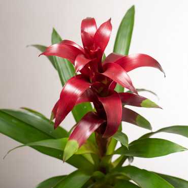 Guzmania 'Nextara'
