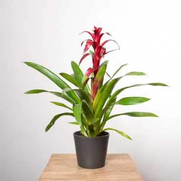 Guzmania 'Nextara'