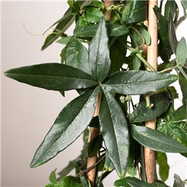 Passiflora | Piramida