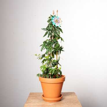 Passiflora | Piramida